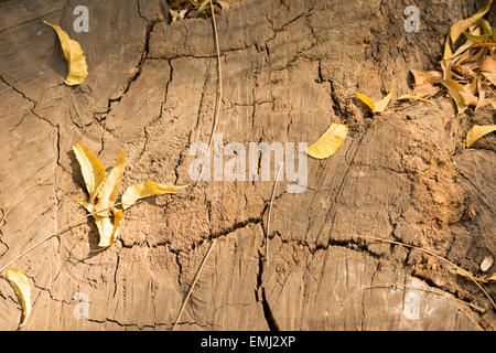 Alte Holz stumpf die Risse an der Oberfläche, wird von links nach Wetter im freien entwickelt haben. Stockfoto