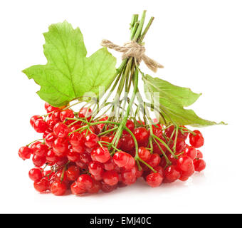 Rot Viburnum Beeren mit grünen Blättern, die isoliert auf weiss Stockfoto