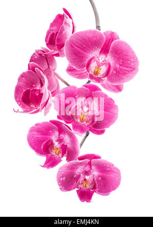 Orchidee blüht isoliert auf weißem Hintergrund Stockfoto