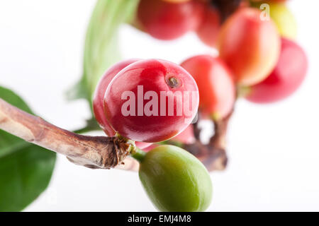 Rote Bohnen auf einem Zweig der Kaffeebaum, Reife und unreife Beeren isoliert auf weißem Hintergrund (Tiefenschärfe) Stockfoto