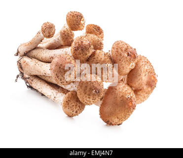 Pilze, Honig Agarics(Armillaria mellea) isoliert auf weißem Hintergrund, Nahaufnahme Stockfoto