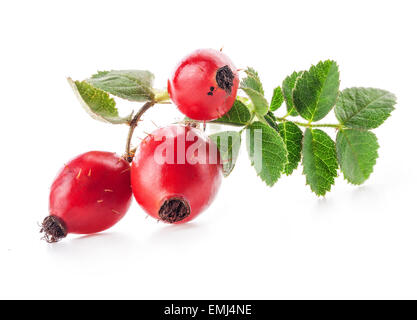 Hagebutten, die isoliert auf weißem Hintergrund Stockfoto