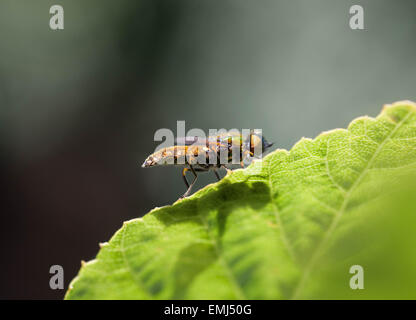 Eine bunte Hoverfly thront auf einem Blatt. Stockfoto