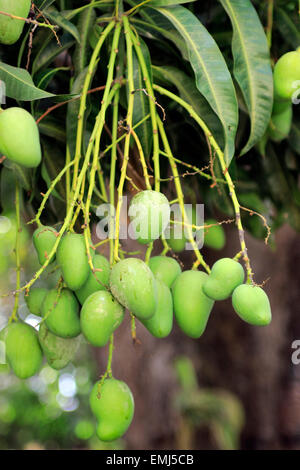 Straßenszene Mangos wachsen am Baum Trinidad Kuba Stockfoto