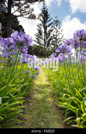 Agapanthus wächst in Longwood House Gardens auf der Insel St. Helena, Haus zu Napoleon Bonaparte bis zu seinem Tod Stockfoto