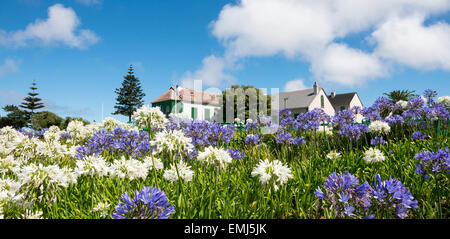 Agapanthus in Longwood House auf der Insel St. Helena, Heimat von Napoleon Bonaparte bis zu seinem Tod Stockfoto