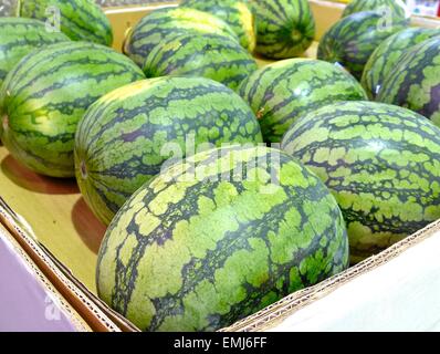 Die Nahaufnahme von grüne Wassermelonen am Markt Stockfoto