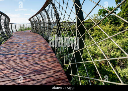 Cape Town Kirstenbosch Gärten Centenary Baum Canopy Walkway eröffnet im Mai 2014 feiern 100 Jahre der Gärten Stockfoto