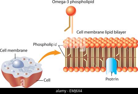 Omega-3-Phospholipid und Haut Zellmembran Lipid Schichtaufbau Stock Vektor