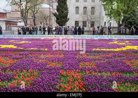 Der Teppich von Tulpen vor der Hagia Sophia (Aya Sofya), Teil von Istanbul Tulip Festival. Stockfoto