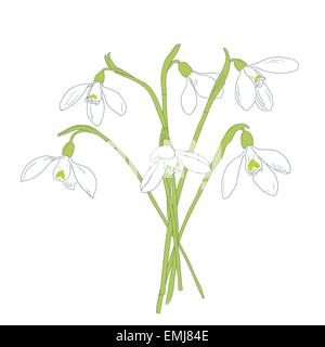 Schneeglöckchen im Frühjahr Bouquet. Handgezeichnete Vektor-illustration Stock Vektor