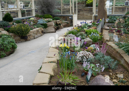 RHS Harlow Carr Gärten Alpine House in voller Blüte. Harrogate, North Yorkshire, UK Stockfoto