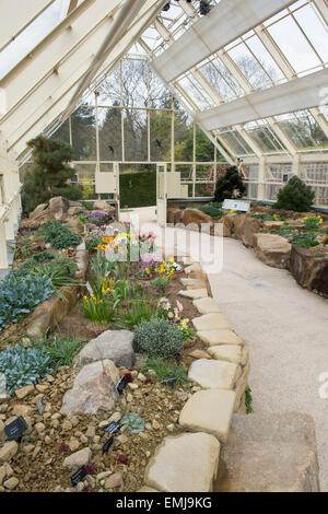 RHS Harlow Carr Gärten Alpine House in voller Blüte. Harrogate, North Yorkshire, UK Stockfoto