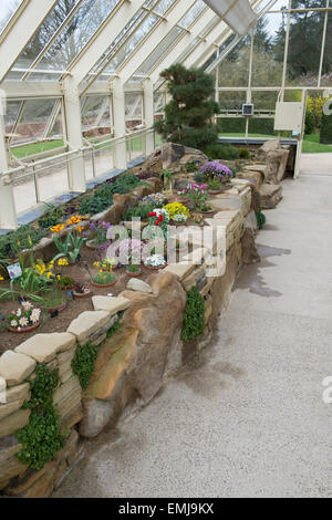 RHS Harlow Carr Gärten Alpine House in voller Blüte. Harrogate, North Yorkshire, UK Stockfoto