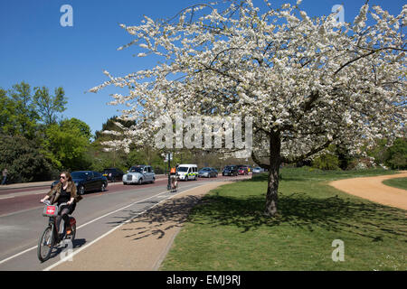 London, UK. 21. April 2015. Kirschblüte auf Bäumen im Hyde Park in London, Vereinigtes Königreich. Durch sonnige Tage und kühle Nächte wurde mehr als üblich ist die Saison für die blühenden Bäume erweitert. Bildnachweis: Michael Kemp/Alamy Live-Nachrichten Stockfoto