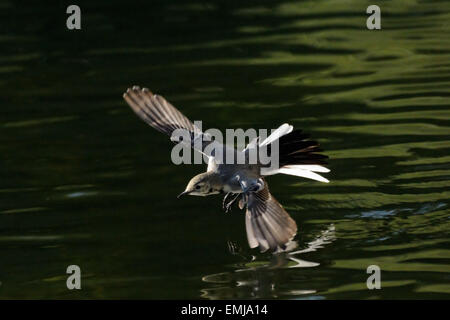 Bachstelze berühren Teich Oberfläche durch Flügel fliegen Stockfoto