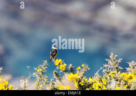 Eine männliche Schwarzkehlchen posiert auf der Oberseite ein Ginster Strauch in voller Frühjahrsblüte mit den Meeren der Cardigan Bay in der backgrtound Stockfoto