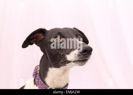 Hund, Whippitt, Augen, niedlich, Hunde, Tier, schwarz, weiß, Fotografie, Hundegesundheit, Tierärzte, Kragen, Ohren, glücklich, Hund, Porträt, Stockfoto