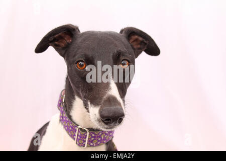 Hund, Whippitt, Augen, niedlich, Hunde, Tier, schwarz, weiß, Fotografie, Hundegesundheit, Tierärzte, Kragen, Ohren, glücklich, Hund, Porträt, Stockfoto