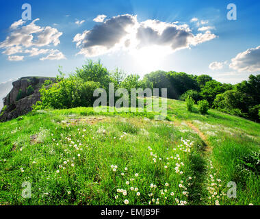 Wiese der Löwenzahn auf dem Gipfel eines Berges Stockfoto