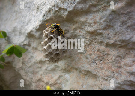 Papier-Wespe, Polistes Gallicus, Kämme auf eine Felswand aufbauen. Dieses Bild wurde in Malta Mittelmeer aufgenommen. Stockfoto