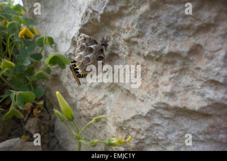 Papier-Wespe, Polistes Gallicus, Kämme auf eine Felswand aufbauen. Dieses Bild wurde in Malta Mittelmeer aufgenommen. Stockfoto