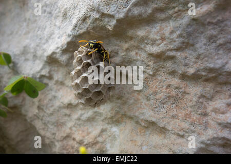 Papier-Wespe, Polistes Gallicus, Kämme auf eine Felswand aufbauen. Dieses Bild wurde in Malta Mittelmeer aufgenommen. Stockfoto