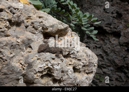 Mediterran Haus Gecko, Hemidactylus Turcicus aus Malta, Mittelmeer. Stockfoto