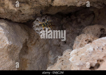 Papier-Wespe, Polistes Gallicus, Kämme auf eine Felswand aufbauen. Dieses Bild wurde in Malta Mittelmeer aufgenommen. Stockfoto