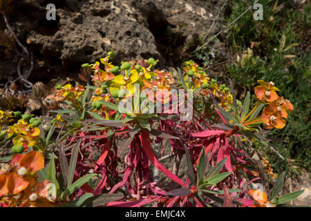 Wolfsmilch, Euphorbia spec, von der maltesischen Küste an der Golden Bay, Mittelmeer. Stockfoto