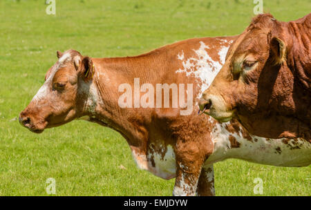 Ein paar braune und weiße Kühe auf einer Wiese in Großbritannien. Stockfoto