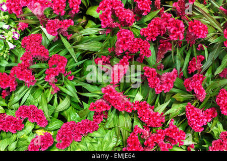 Violettem Cockscomb chinesischen Wolle Blume Hintergrund Textur schöne Blüte Stockfoto