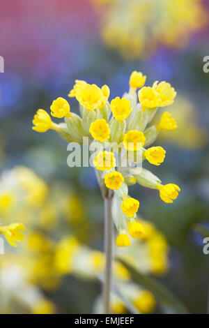 Primula Veris. Schlüsselblumen in einem englischen Garten. Stockfoto