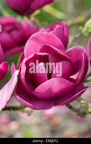 Magnolia schwarze Tulpe 'Jurmag1' Blumen im Frühjahr. Stockfoto