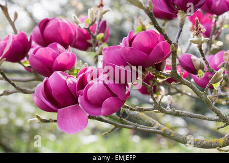 Magnolia schwarze Tulpe 'Jurmag1' Blumen im Frühjahr. Stockfoto