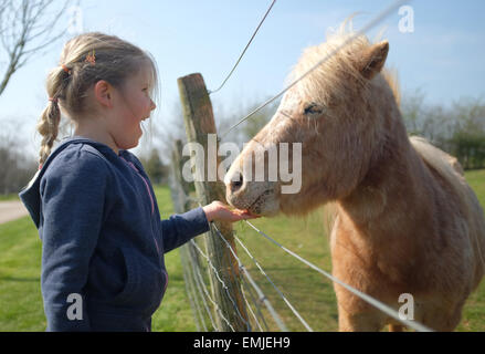 Ein junges Mädchen lacht, als sie eine Miniatur Shetlandpony füttert Stockfoto