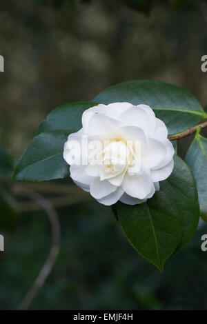 Camellia Japonica 'Nobilissima' Blume. Stockfoto