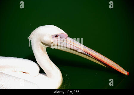 Ein Pelikan in Profil Pausen Stockfoto