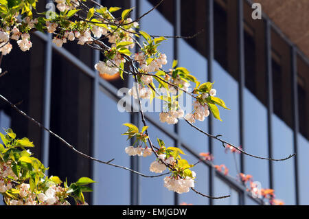 Aberystwyth, Wales, UK. 21. April 2015. UK-Wetter: Blossom beladenen Bäumen draußen Aberystwyth Arts Centre, Ceredigion, Wales, UK. Bildnachweis: John Gilbey/Alamy Live-Nachrichten Stockfoto