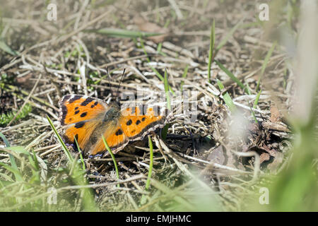 Die Compton-Schildpatt (Nymphalis Vaualbum) Stockfoto