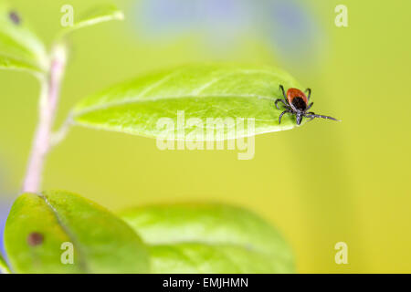 Die Rizinuspflanze Zecke (Ixodes Ricinus) Stockfoto