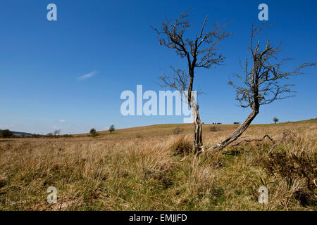 Verkrüppelte Baum auf Vagar Hill Common, Herefordshire Stockfoto