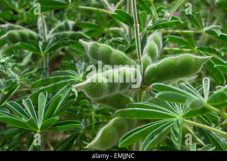 Closeup an grünen Hülsen von Leguminosen im Garten wächst Stockfoto