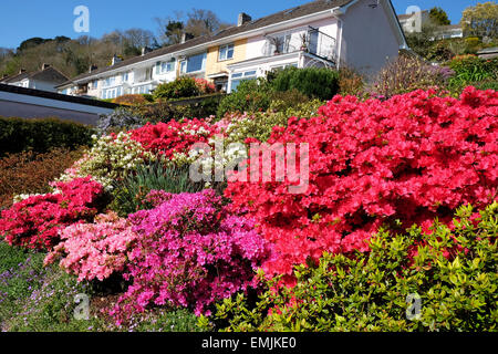 Blühende Azaleen in einem Haushalt Garten Stockfoto