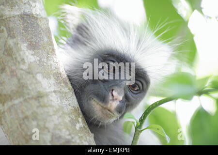 Roten Colobus Affen, Jozani Forest, Zanzibar Stockfoto