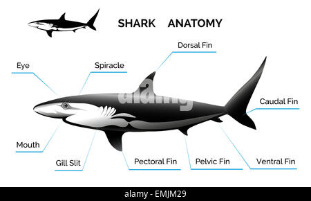 Hai-Anatomie Stockfoto