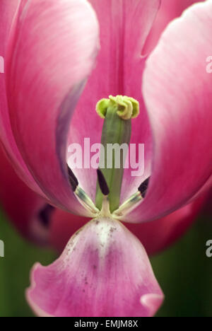 Öffnen Sie eine rosa Tulpe Blüte (Gattung Tulipa) in Holland Niederlande in Blüte Stockfoto