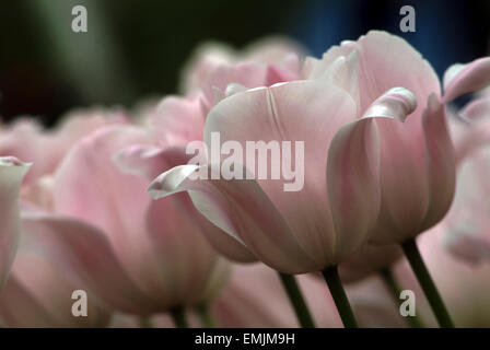 Rosa Tulpen Feld (Gattung Tulipa) in Holland Niederlande in Blüte Stockfoto