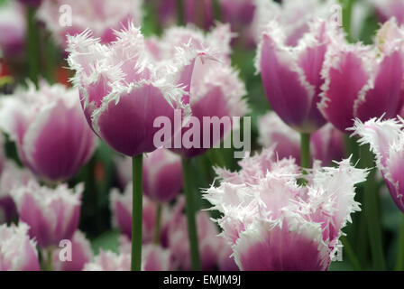 Rosa Tulpen Feld (Gattung Tulipa) in Holland Niederlande in Blüte Stockfoto