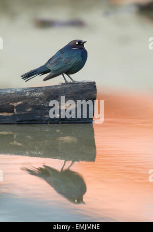 Brewer's Blackbird Male auf Log-in-Wasser und Reflexion Stockfoto